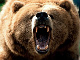 BEAR's Avatar